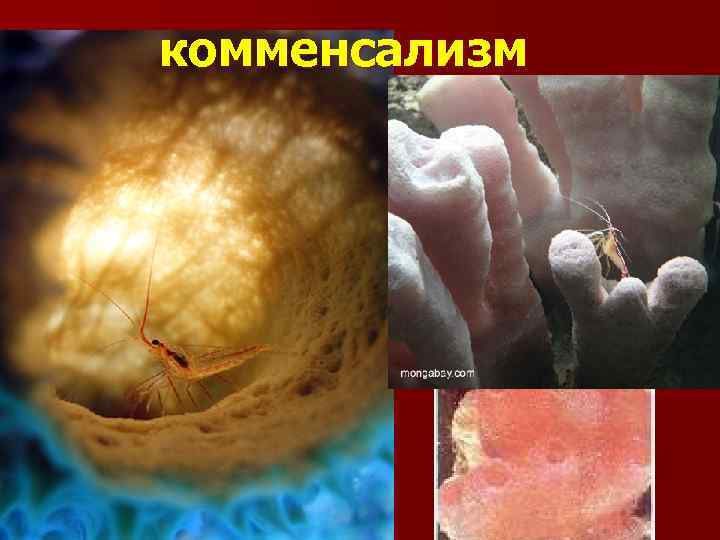 комменсализм 