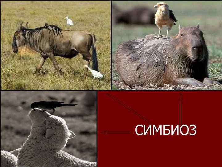 СИМБИОЗ 