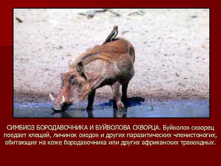 СИМБИОЗ БОРОДАВОЧНИКА И БУЙВОЛОВА СКВОРЦА. Буйволов скворец поедает клещей, личинок оводов и других паразитических