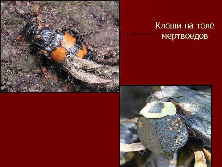 Клещи на теле мертвоедов . 