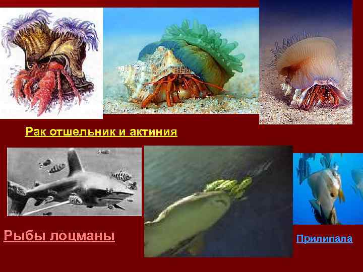 Рак отшельник и актиния Рыбы лоцманы Прилипала 