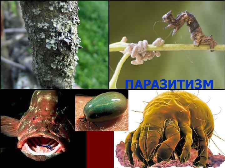 ПАРАЗИТИЗМ 