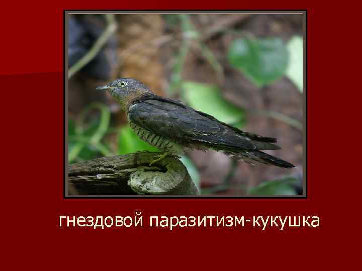 гнездовой паразитизм-кукушка 