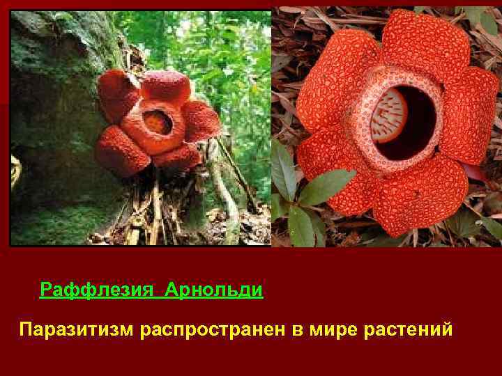 Раффлезия Арнольди Паразитизм распространен в мире растений 