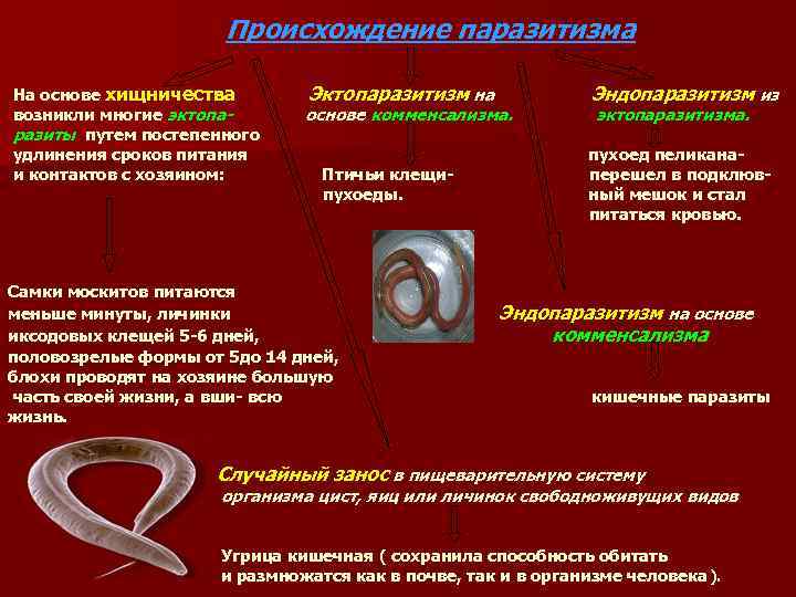 Происхождение паразитизма На основе хищничества Эктопаразитизм на возникли многие эктопаразиты путем постепенного удлинения сроков