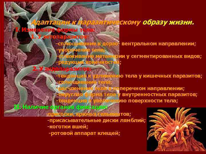 Адаптации к паразитическому образу жизни. I. Изменение формы тела: 1. У эктопаразитов: -сплющивание в