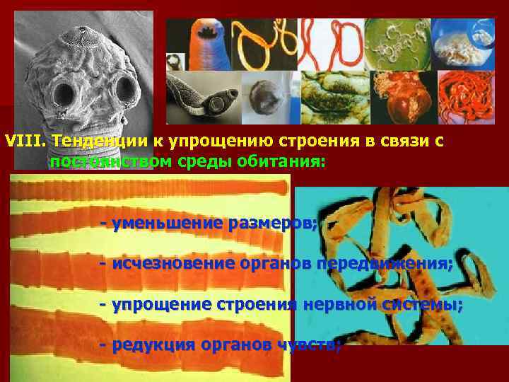 VIII. Тенденции к упрощению строения в связи с постоянством среды обитания: - уменьшение размеров;