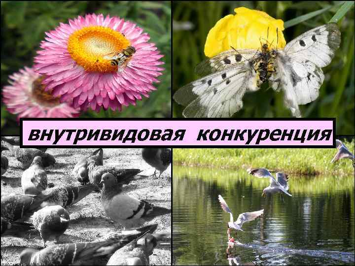 внутривидовая конкуренция 