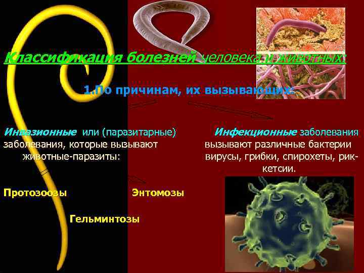 Лабораторная работа паразитические черви 8 класс