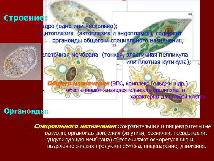 Строение: - ядро (одно или несколько); - цитоплазма (эктоплазма и эндоплазма), содержит органоиды