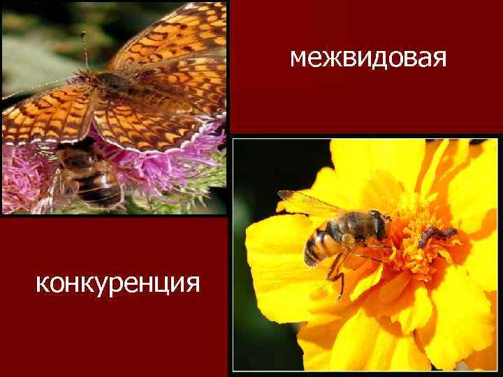 межвидовая конкуренция 