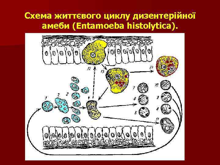 Схема життєвого циклу дизентерійної амеби (Entamoeba histolytica). 