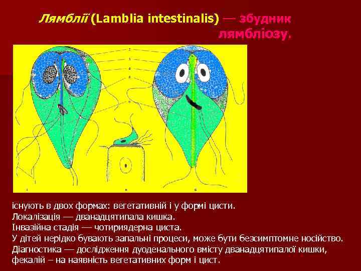 Лямблії (Lamblia intestinalis) –– збудник лямбліозу. існують в двох формах: вегетативній і у формі