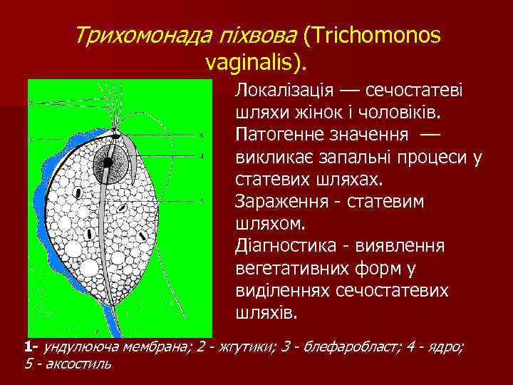 Трихомонада піхвова (Тrichomonos vaginalis). Локалізація –– сечостатеві шляхи жінок і чоловіків. Патогенне значення ––