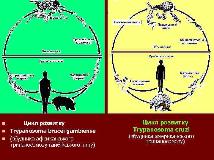 Цикл розвитку n Trypanosoma brucei gambiense n (збудника африканського трипаносомозу гамбійського типу) n Цикл