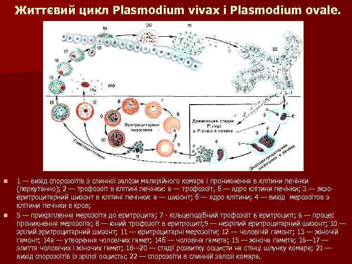 Життєвий цикл Plasmodium vivax і Plasmodium ovale. n n 1 — вихід спорозоїтів з