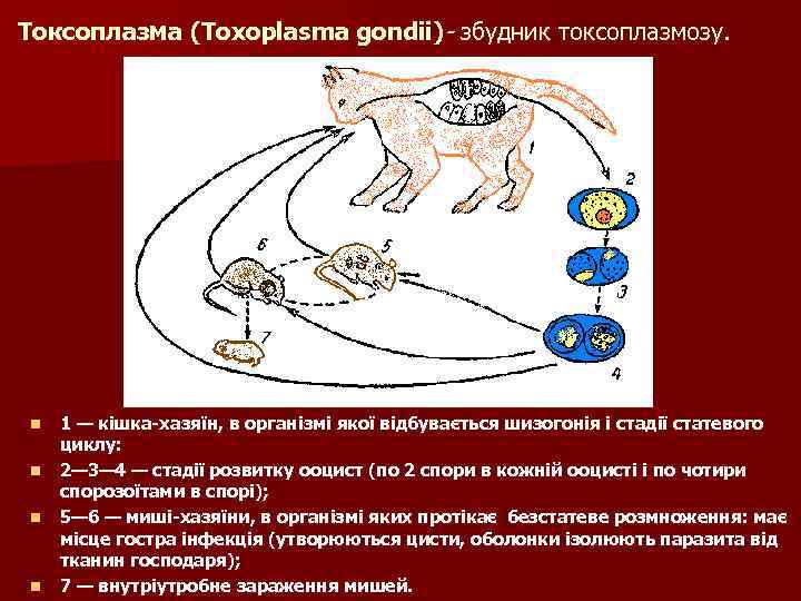 Токсоплазма (Toxoplasma gondii)- збудник токсоплазмозу. n n 1 — кішка-хазяїн, в організмі якої відбувається