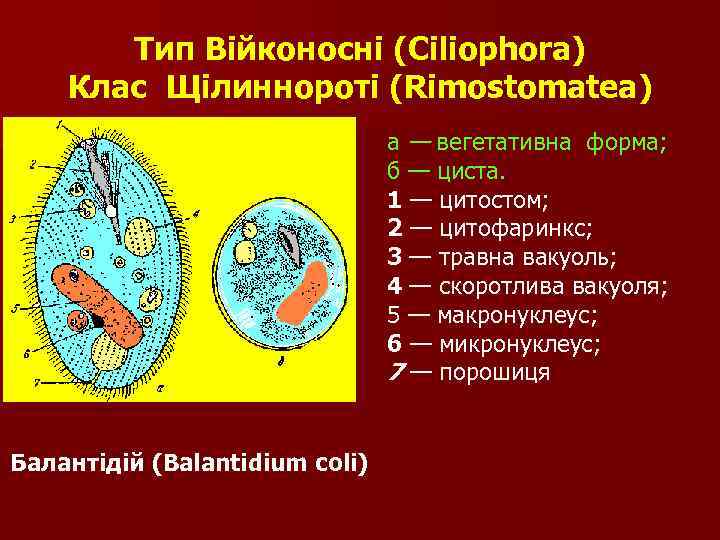 Тип Війконосні (Ciliophora) Клас Щілиннороті (Rimostomatea) а — вегетативна форма; б — циста. 1