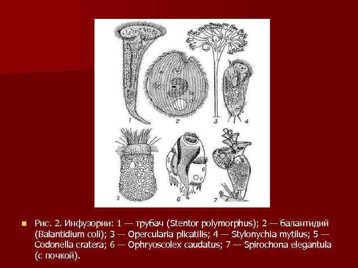 n Рис. 2. Инфузории: 1 — трубач (Stentor polymorphus); 2 — балантидий (Balantidium coli);