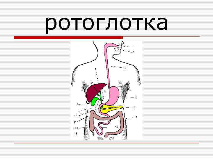 Пищевод на рисунке