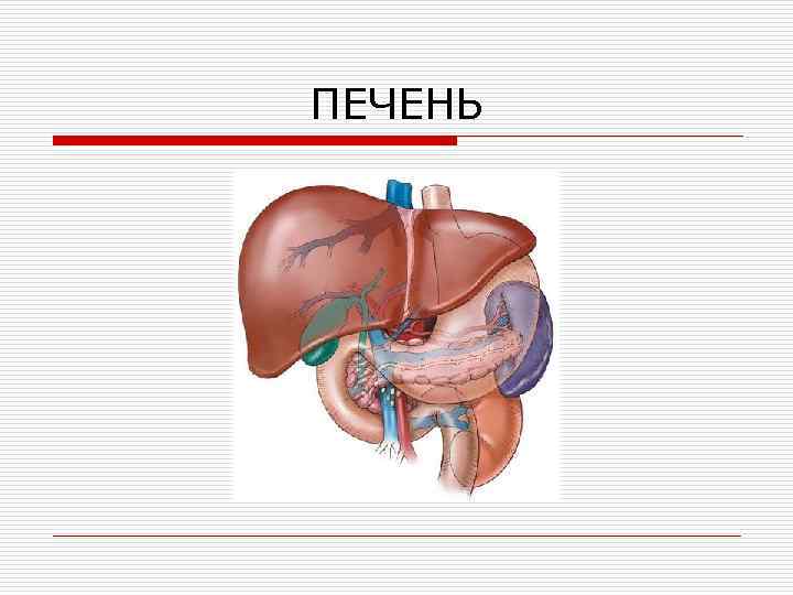 ПЕЧЕНЬ 