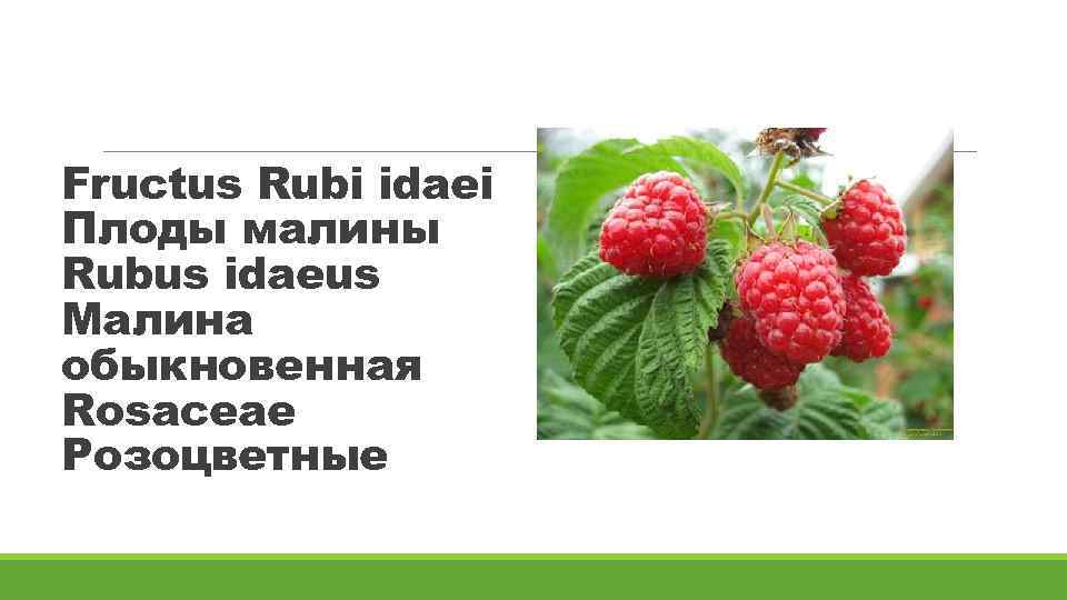 Fructus Rubi idaei Плоды малины Rubus idaeus Малина обыкновенная Rosaceae Розоцветные 