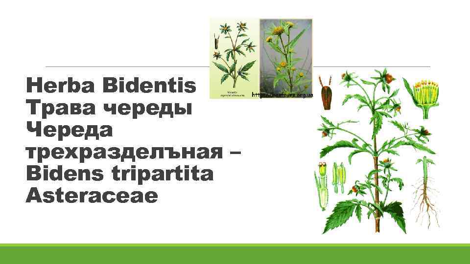 Herba Bidentis Трава череды Череда трехразделъная – Bidens tripartita Asteraceae 