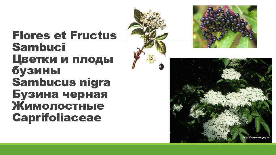 Flores et Fructus Sambuci Цветки и плоды бузины Sambucus nigra Бузина черная Жимолостные Caprifoliaceae