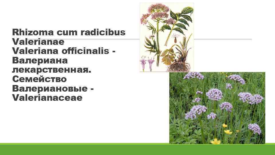 Rhizoma cum radicibus Valerianae Valeriana officinalis Валериана лекарственная. Семейство Валериановые Valerianaceae 