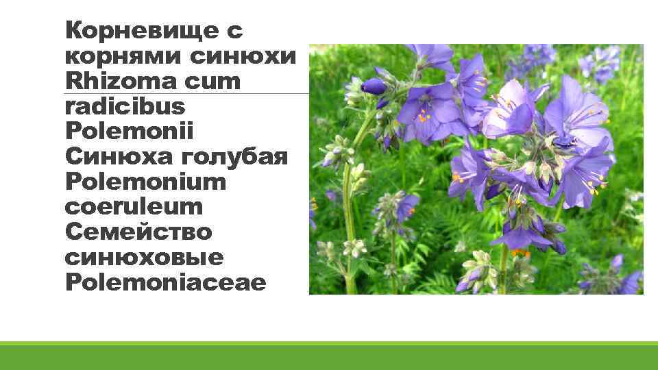 Корневище с корнями синюхи Rhizoma cum radicibus Polemonii Синюха голубая Polemonium coeruleum Семейство синюховые