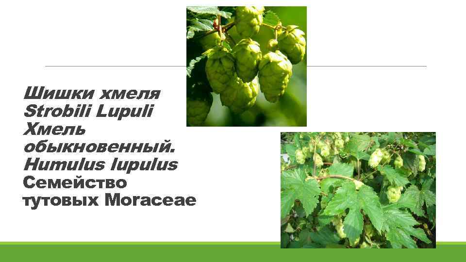 Шишки хмеля Strobili Lupuli Хмель обыкновенный. Humulus lupulus Семейство тутовых Моrасеае 