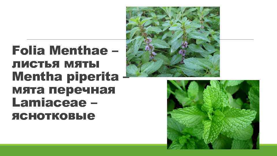 Folia Menthae – листья мяты Mentha piperita – мята перечная Lamiaceae – яснотковые 