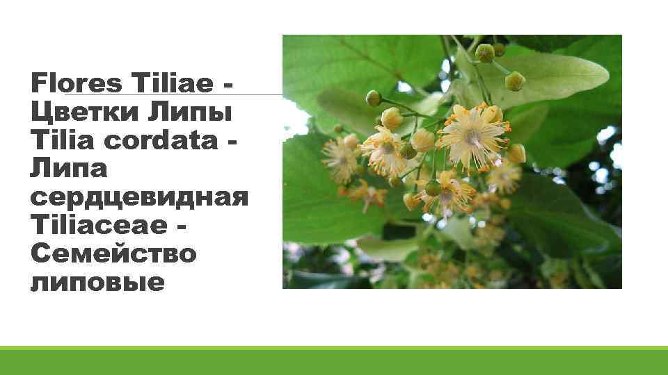 Flores Tiliae Цветки Липы Tilia cordata Липа сердцевидная Tiliaceae Семейство липовые 