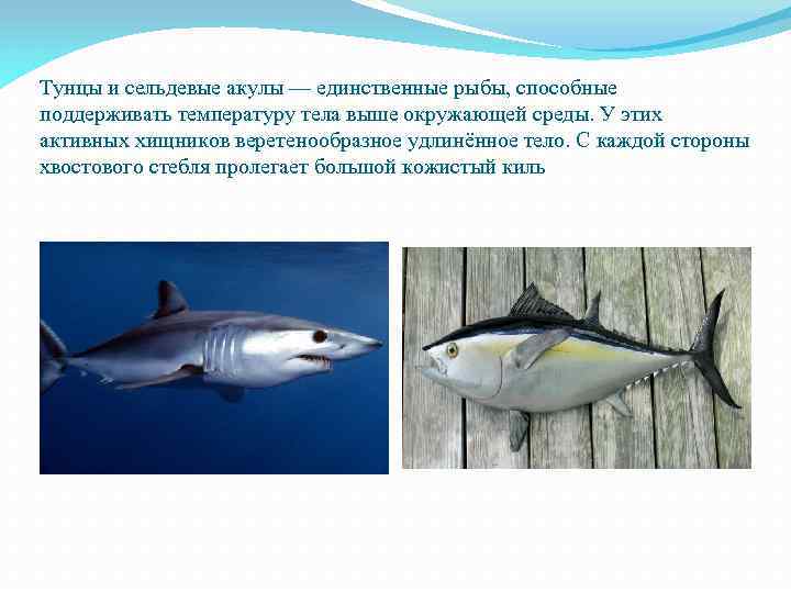  Тунцы и сельдевые акулы — единственные рыбы, способные поддерживать температуру тела выше окружающей