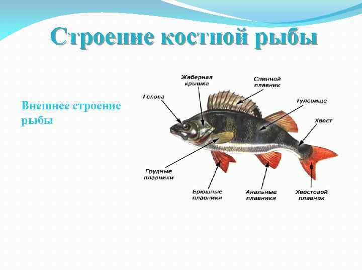 Строение костной рыбы Внешнее строение рыбы 