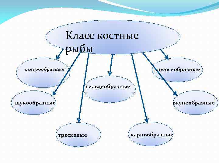 Класс костные рыбы лососеобразные осетрообразные сельдеобразные окунеобразные щукообразные тресковые карпообразные 