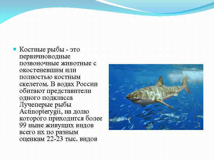  Костные рыбы - это первичноводные позвоночные животные с окостеневшим или полностью костным скелетом.