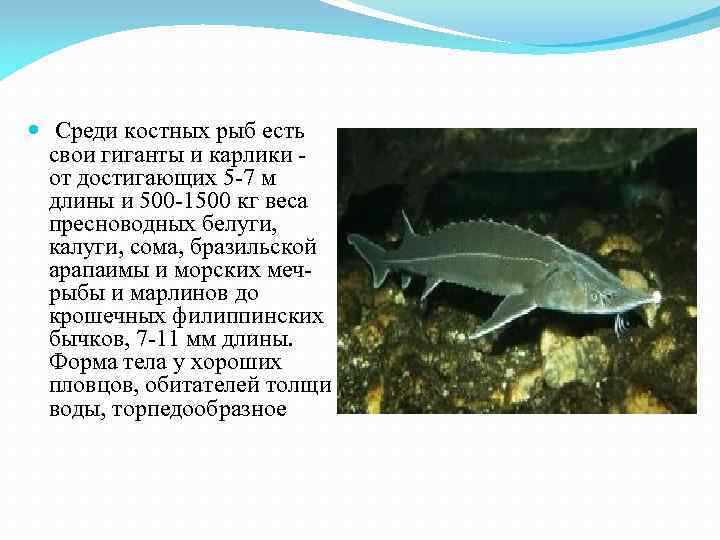  Среди костных рыб есть свои гиганты и карлики - от достигающих 5 -7