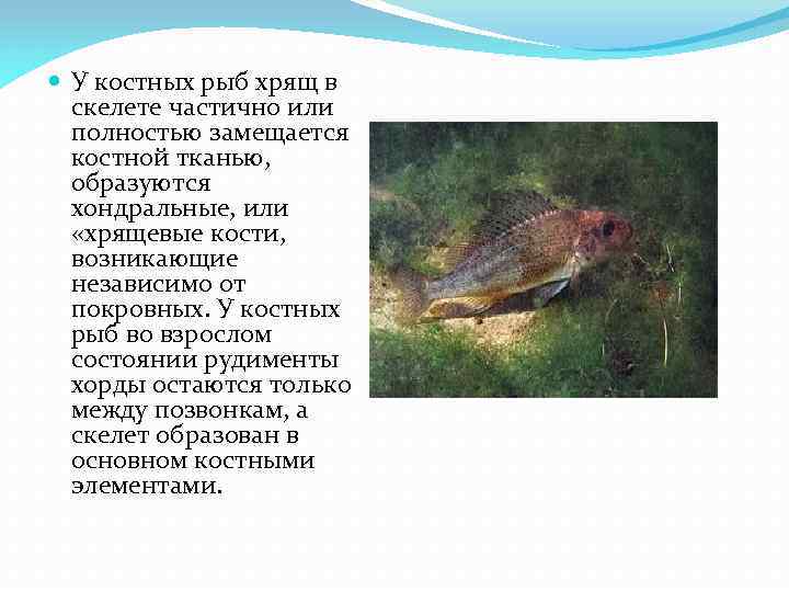  У костных рыб хрящ в скелете частично или полностью замещается костной тканью, образуются