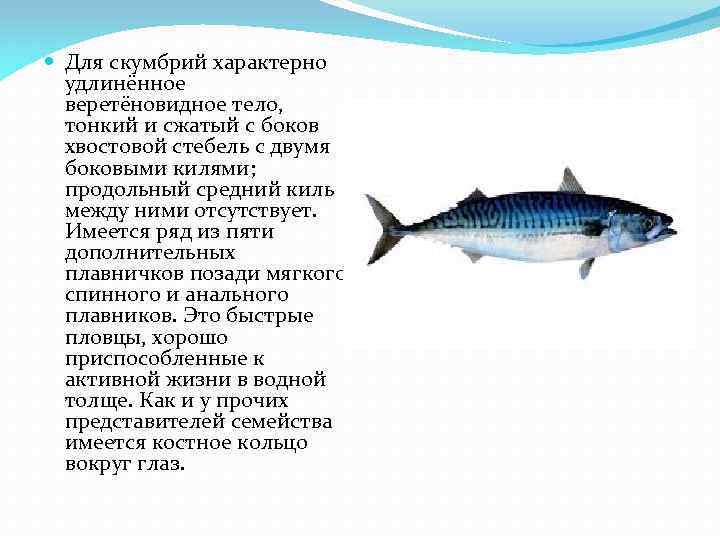  Для скумбрий характерно удлинённое веретёновидное тело, тонкий и сжатый с боков хвостовой стебель