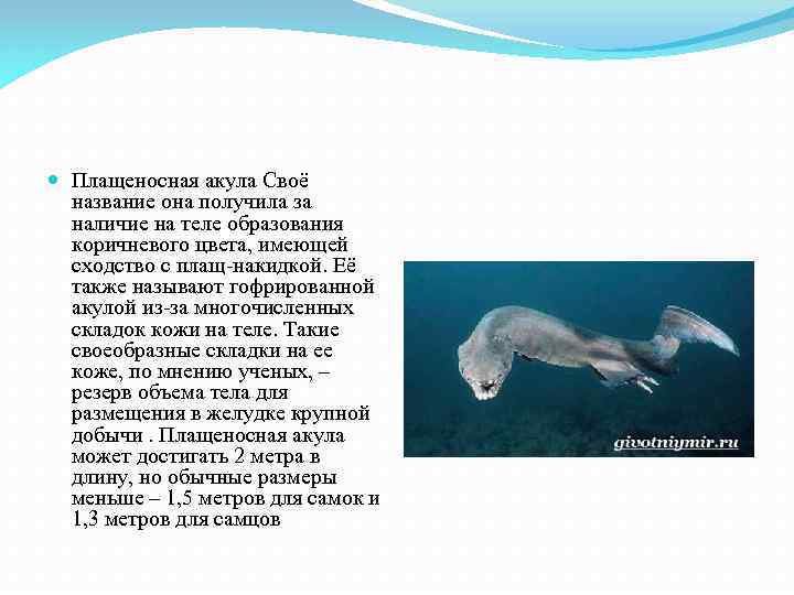  Плащеносная акула Своё название она получила за наличие на теле образования коричневого цвета,