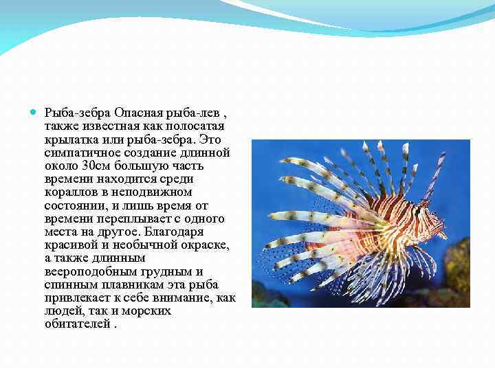  Рыба-зебра Опасная рыба-лев , также известная как полосатая крылатка или рыба-зебра. Это симпатичное
