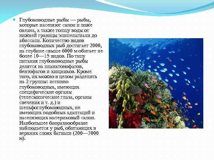  Глубоководные рыбы — рыбы, которые населяют склон и ложе океана, а также толщу