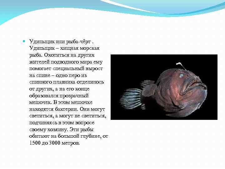  Удильщик или рыба-чёрт. Удильщик – хищная морская рыба. Охотиться на других жителей подводного