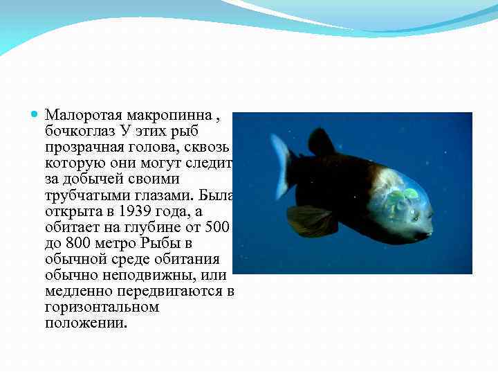  Малоротая макропинна , бочкоглаз У этих рыб прозрачная голова, сквозь которую они могут