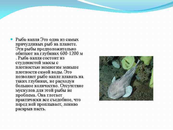  Рыба-капля Это одна из самых причудливых рыб на планете. Эти рыбы предположительно обитают