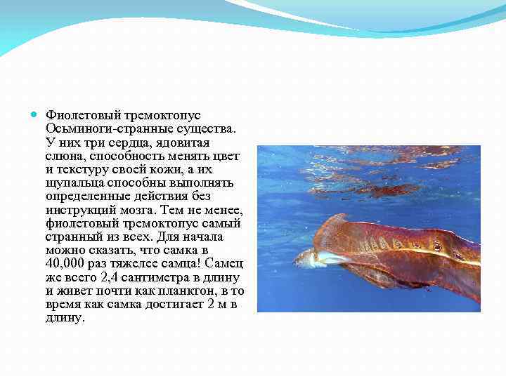  Фиолетовый тремоктопус Осьминоги-странные существа. У них три сердца, ядовитая слюна, способность менять цвет