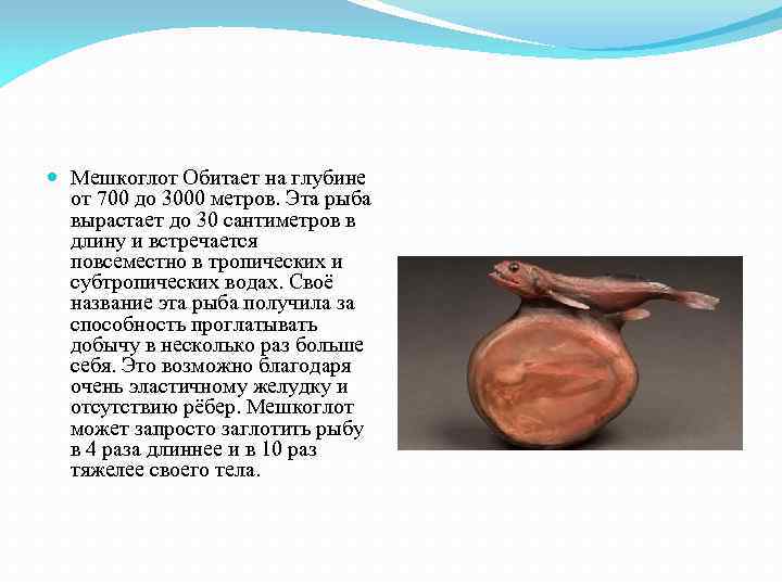  Мешкоглот Обитает на глубине от 700 до 3000 метров. Эта рыба вырастает до