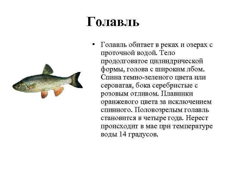 Голавль • Голавль обитает в реках и озерах с проточной водой. Тело продолговатое цилиндрической