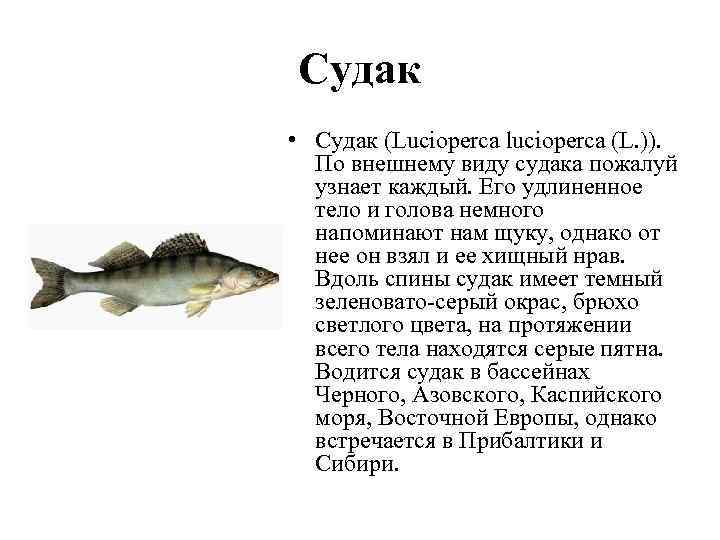 Судак • Судак (Lucioperca lucioperca (L. )). По внешнему виду судака пожалуй узнает каждый.